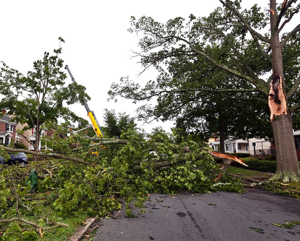 A damaged tree with fallen branches on a street, illustrating the aftermath of a hurricane.